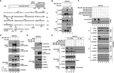 Peptidyl-prolyl cis/trans isomerase Pin1 interacts with hepatitis B virus core particle, but not with HBc protein, to promote HBV replication